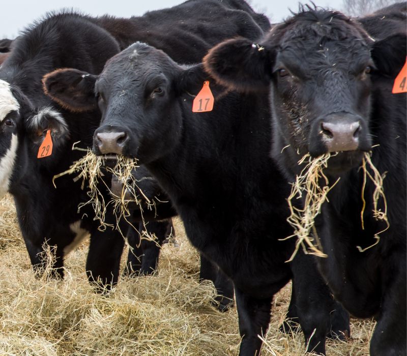 Cattle Feed & Supplies HBrand Livestock, Pet and Garden Supply