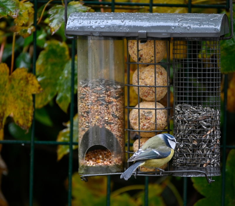 The Ultimate Guide to Bird Feeding During the Fall Months - H-Brand ...