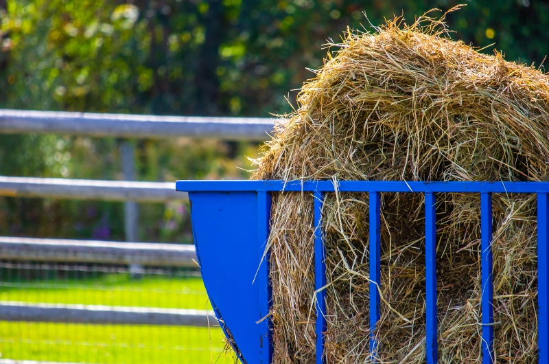 The Benefits of Using Hay Feeders for Your Animals HBrand Livestock
