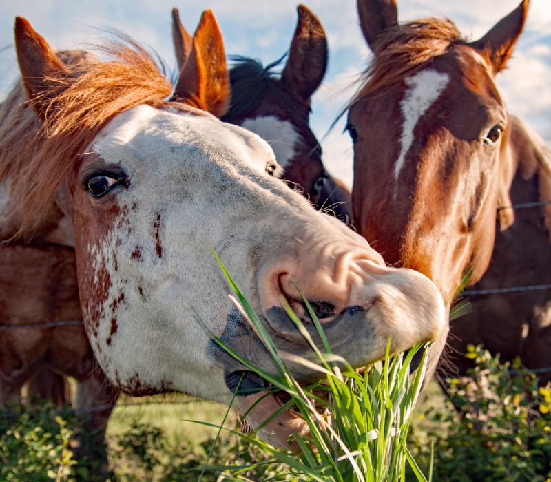 Horse Feed & Supplies HBrand Livestock, Pet and Garden Supply