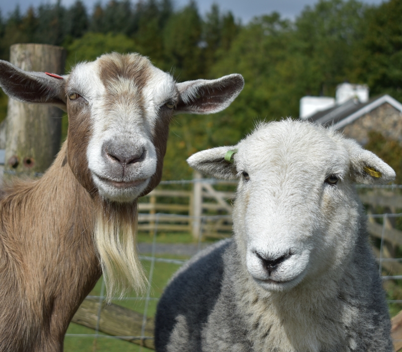 Sheep & Goat Feed & Supplies HBrand Livestock, Pet and Garden Supply