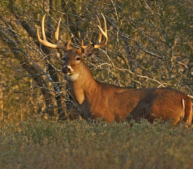 Get Ready for October Deer Hunting HBrand Livestock, Pet and Garden